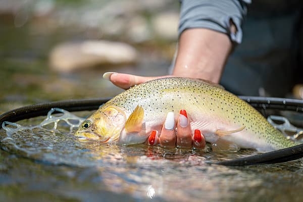 Hand holding a Rio Grande cutthroat trout out from the net in the water.