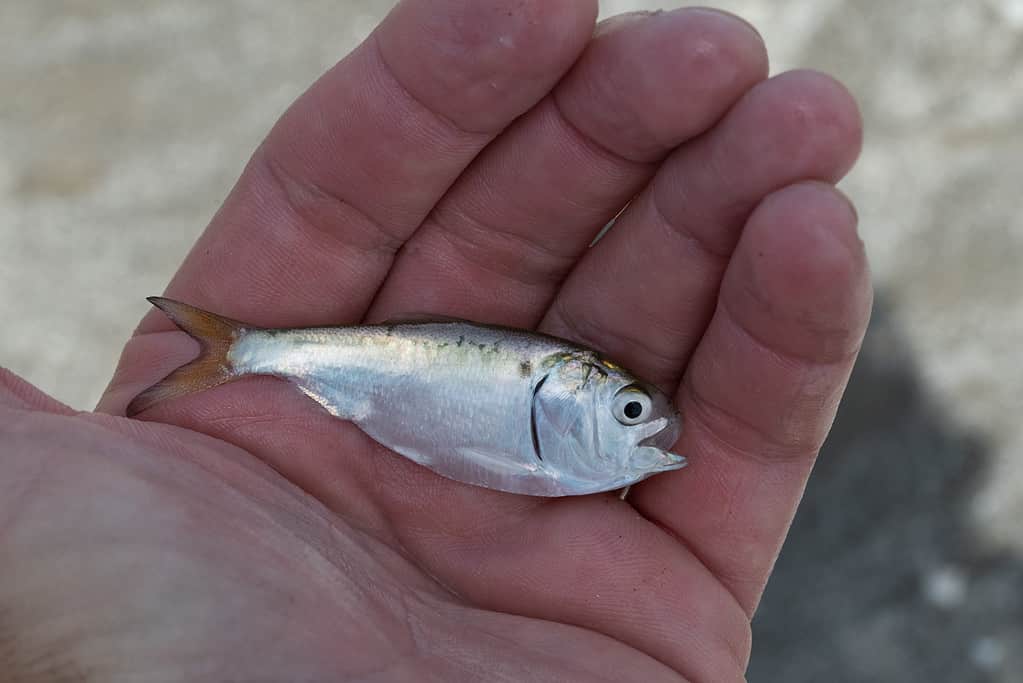 A gulf menhaden caught in a seine net in Galveston, Texas