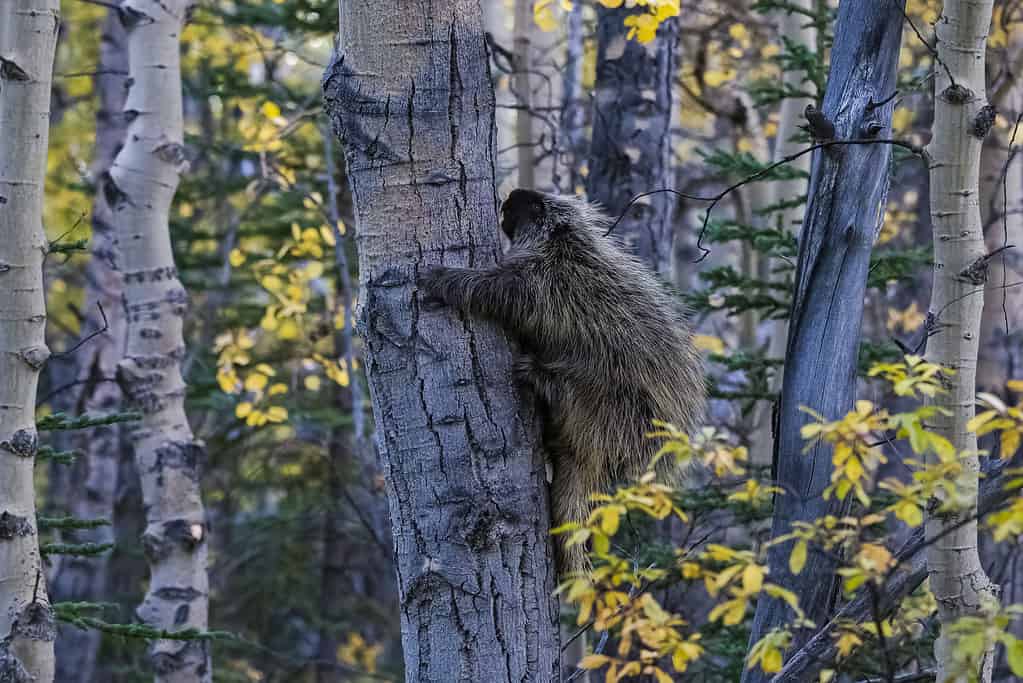 A porcupine climbing a tree