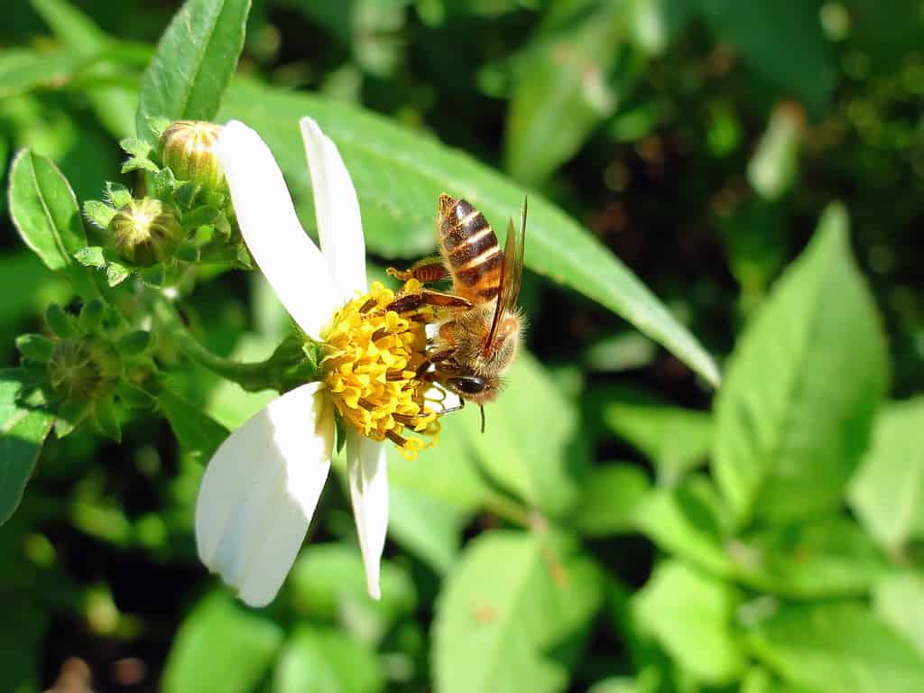 Cavity nesting Asian honey bee- types of honey bee