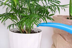 Potted Palm Tree Care: Everything You Need to Know Picture