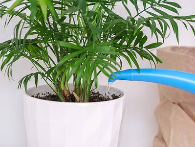 A Potted Palm Tree Care: Everything You Need to Know