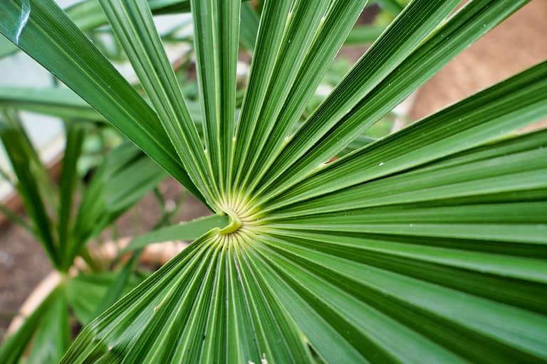 The needle palm is one of the most cold-hardy palms available today.
