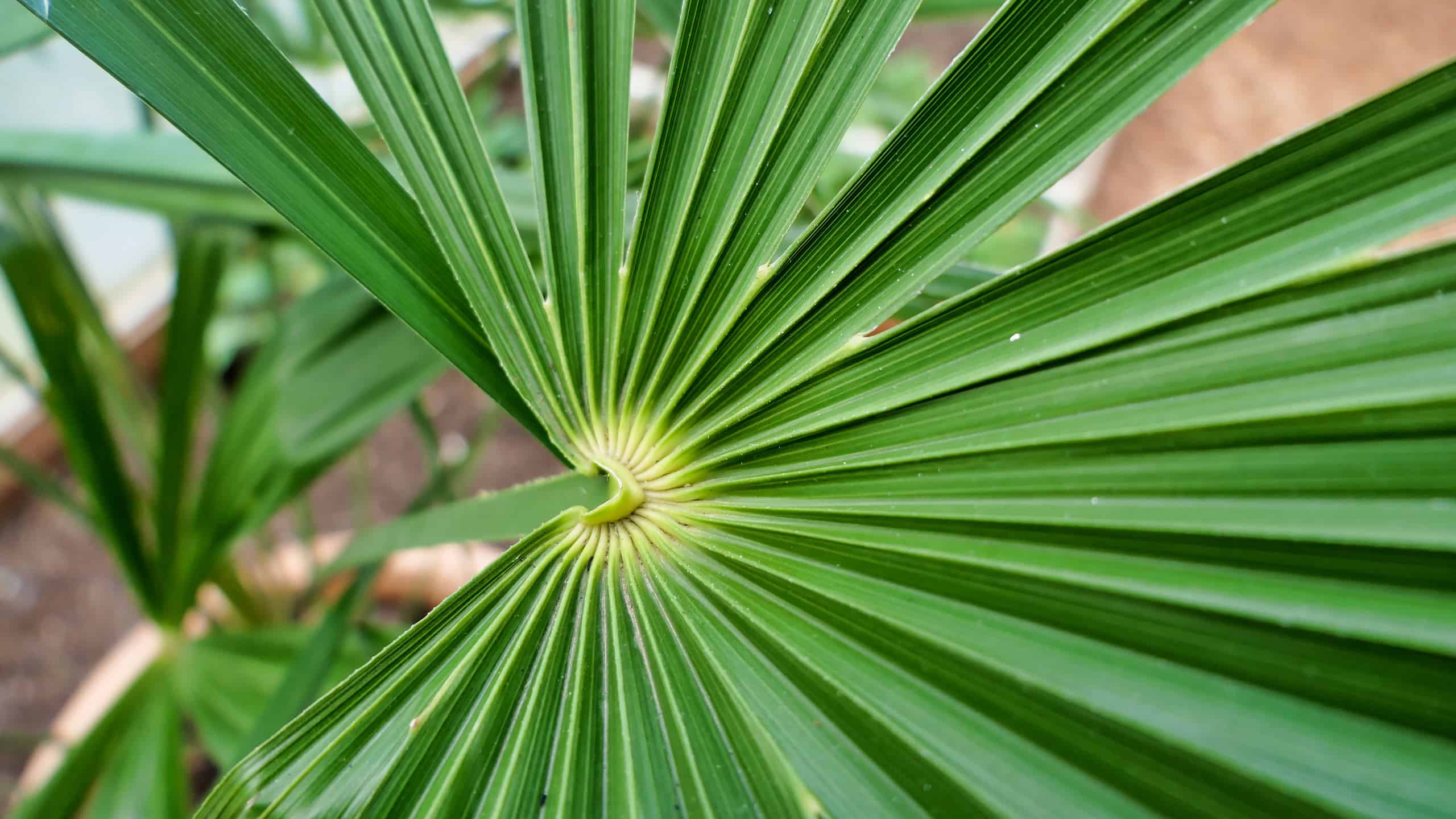 The needle palm is one of the most cold-hardy palms available today.