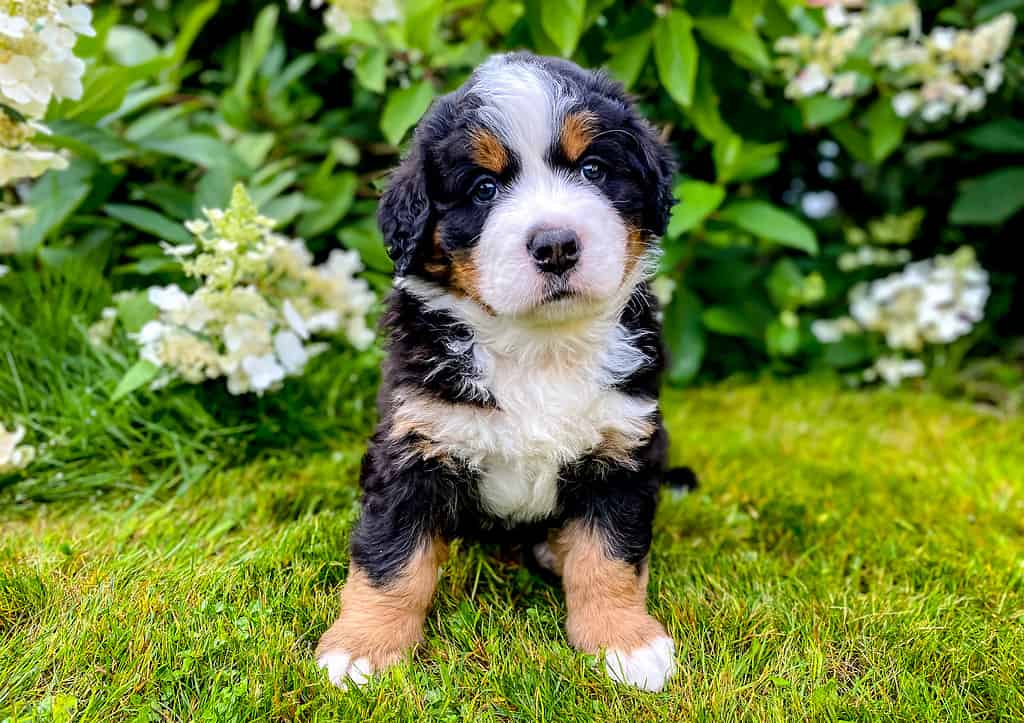 Bernese mountain dog puppy