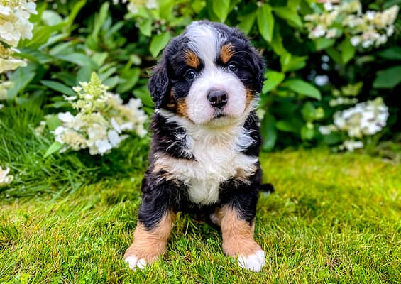 Bernese Mountain Dog Progression: Growth Chart, Milestones, and