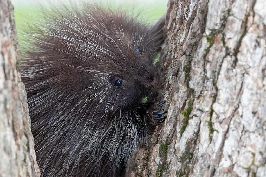 North American porcupine, Erethizon dorsatum, Canadian porcupine