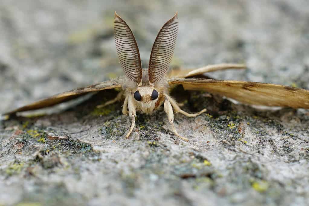 Lymantria dispar dispar, gypsy moth, spongy moth