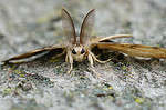 Spongy moth