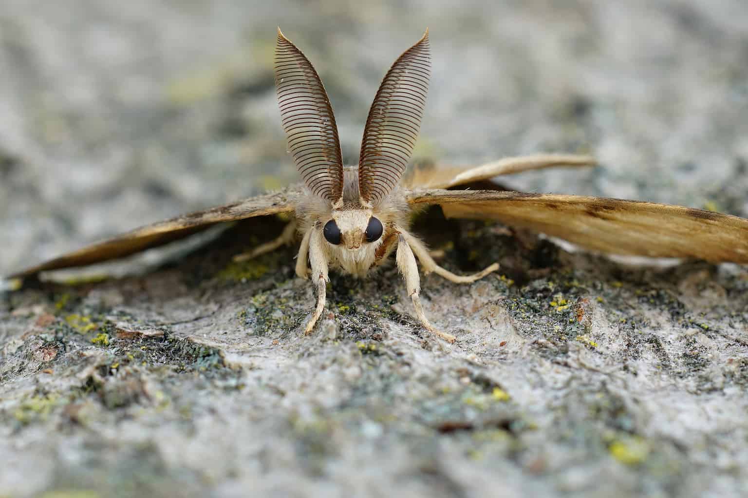 Discover 10 Invasive Species In Utah - A-Z Animals