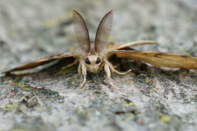 Lymantria dispar dispar, c, spongy moth