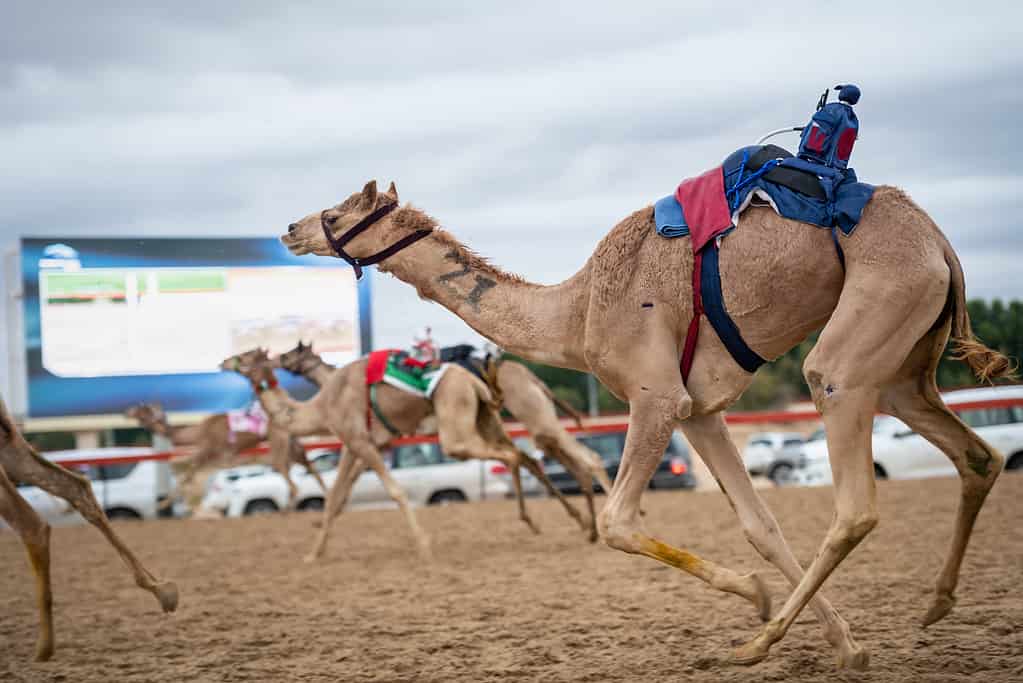 Camel racing