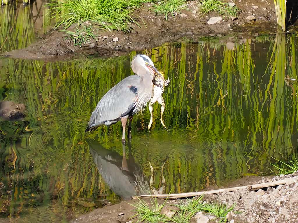 Huge heron standing in the water as it eats a large frog