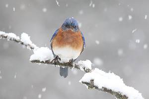 15 Birds That Spend Their Winters in West Virginia Picture