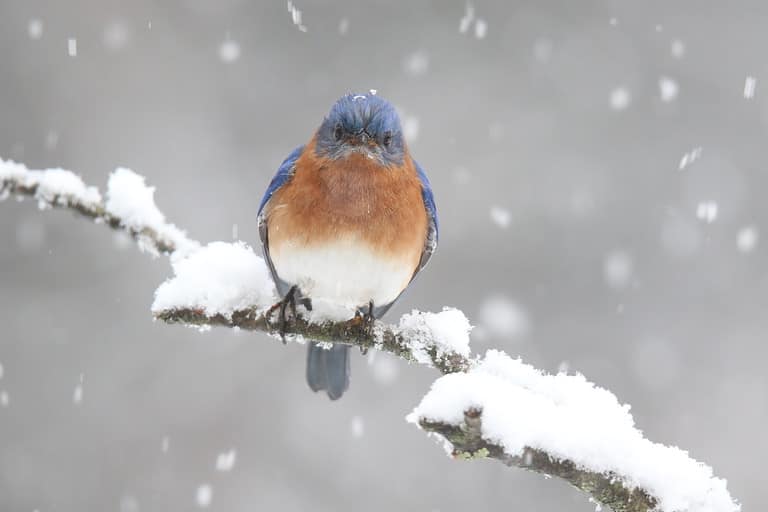 Male Eastern Bluebird perching on a snowy branch in a winter snow storm
