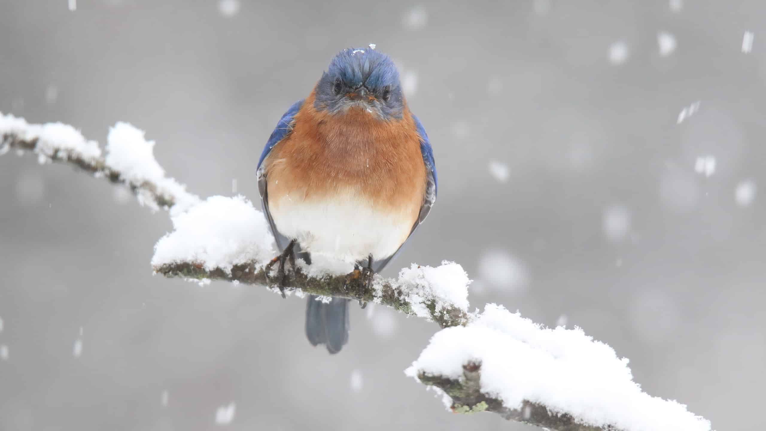 Male Eastern Bluebird perching on a snowy branch in a winter snow storm