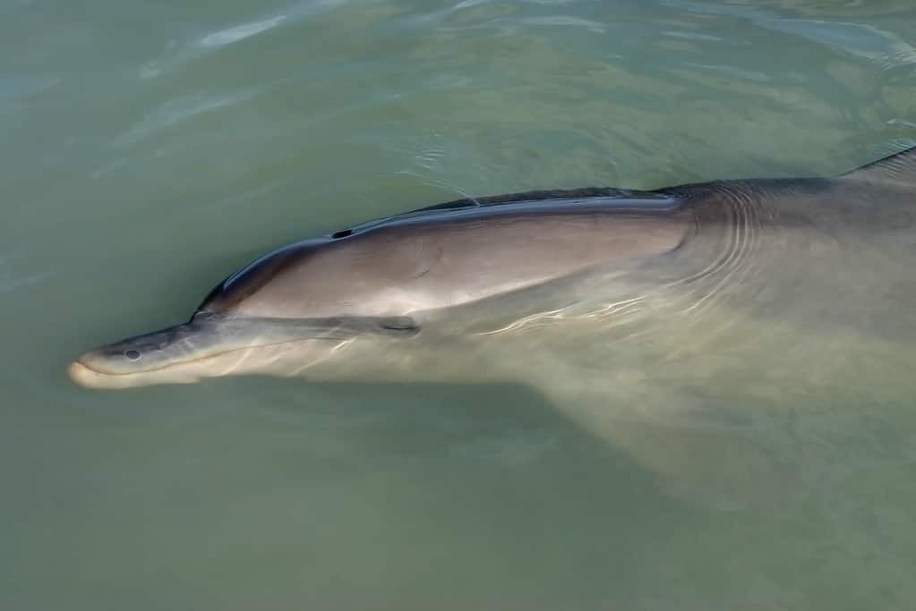 Close shot of a dolphin resting on the surface of the ocean water. Australia