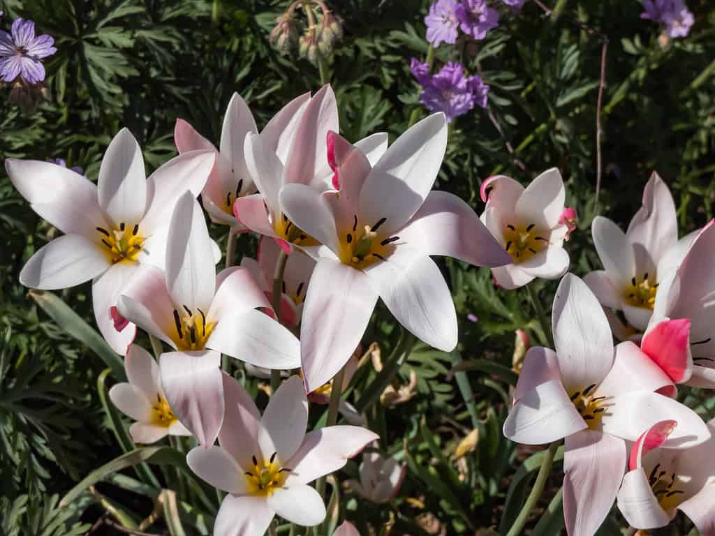 Tulipa clusiana 'Lady Jane'