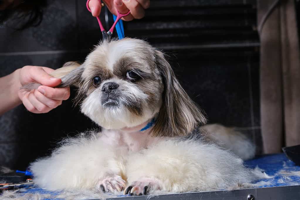 Shih tzu getting groomed