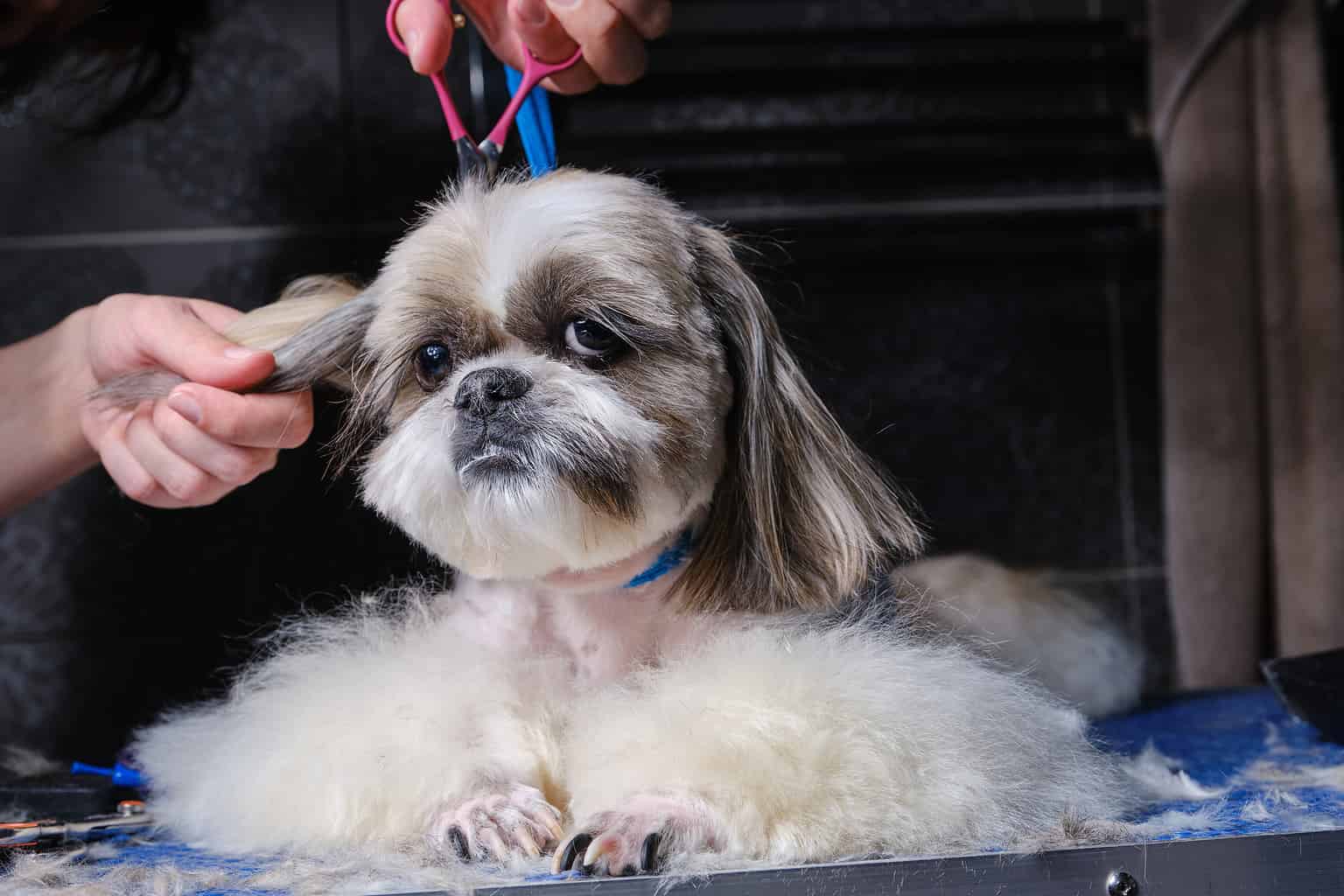 Shih Tzu Grooming Guide: 9 Tips for a Healthy and Beautiful Coat - A-Z ...