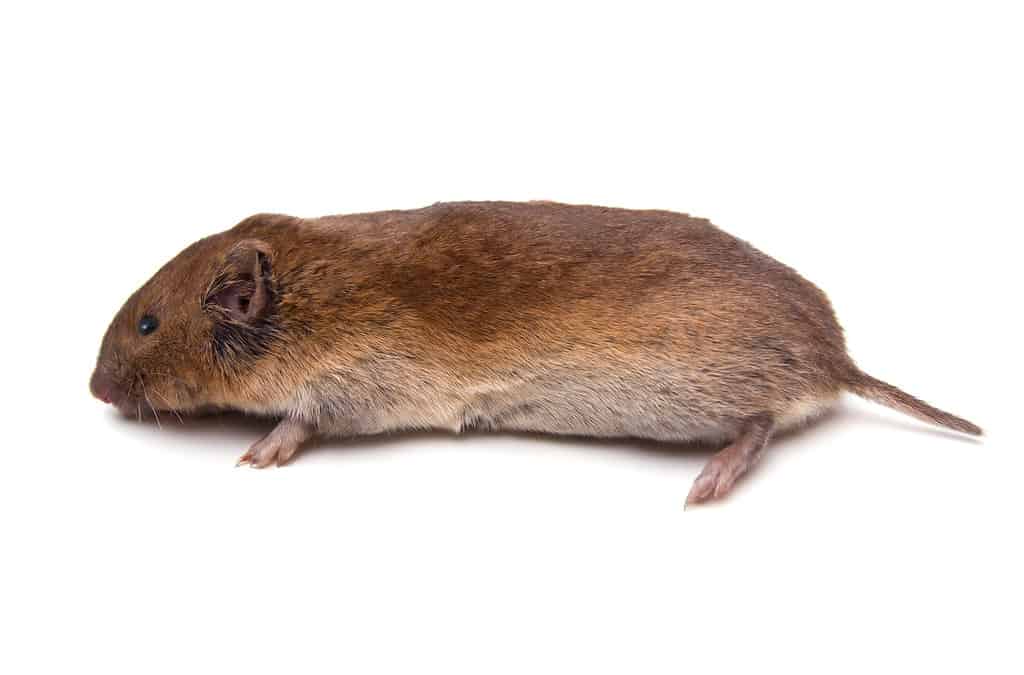 Microtus pinetorum- common rodents in Kentucky