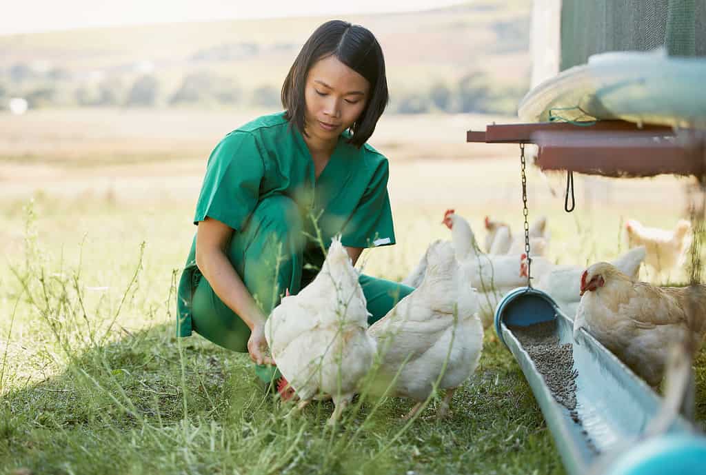 Veterinarian examining chickens