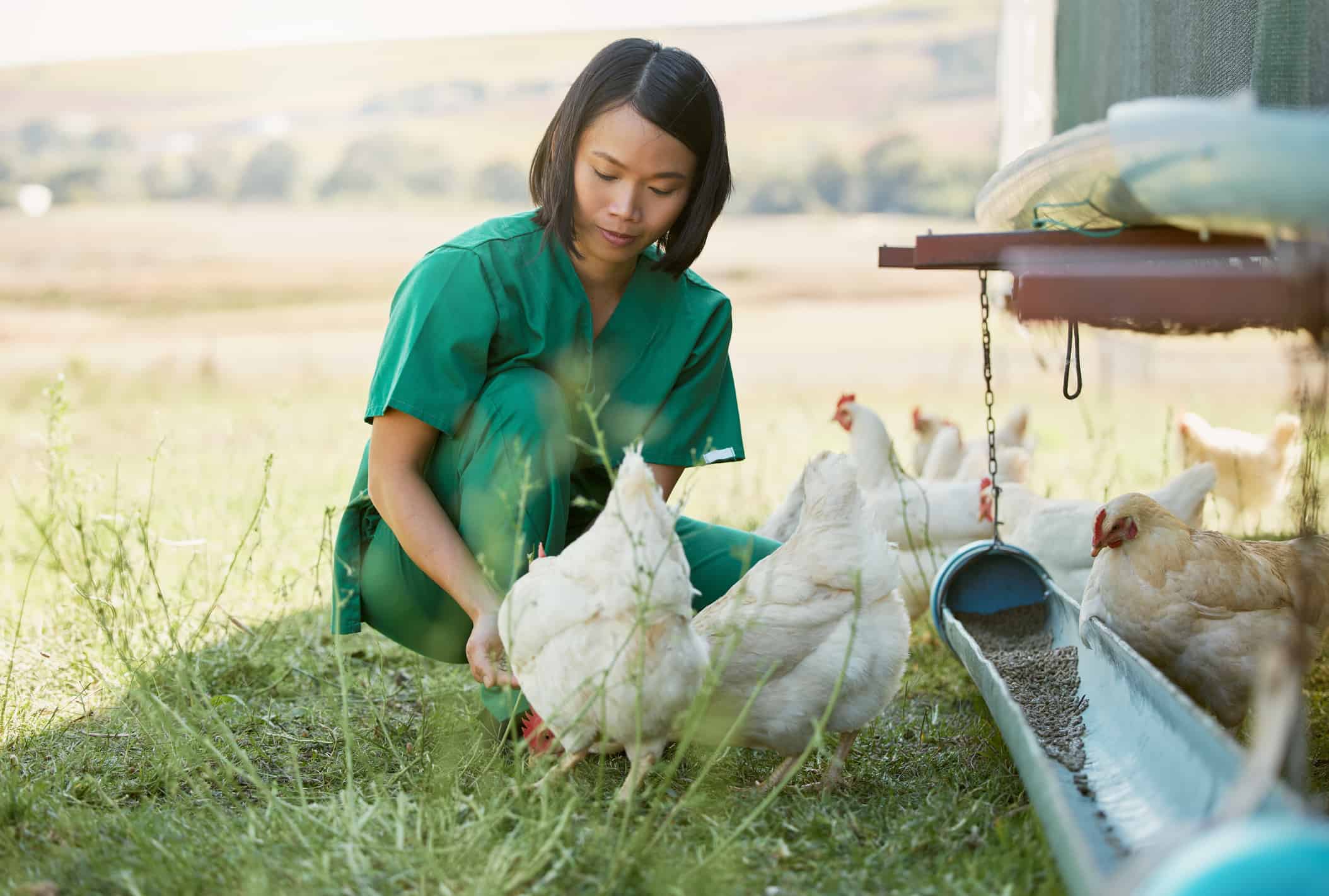 Veterinarian examining chickens