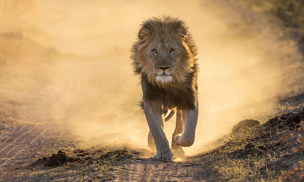 Lion running in an open savannah, kicking up dust with it's speed