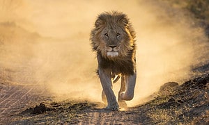 Watch a Male Lion Attack His Mortal Enemy And Kick Up a Dust Storm Picture