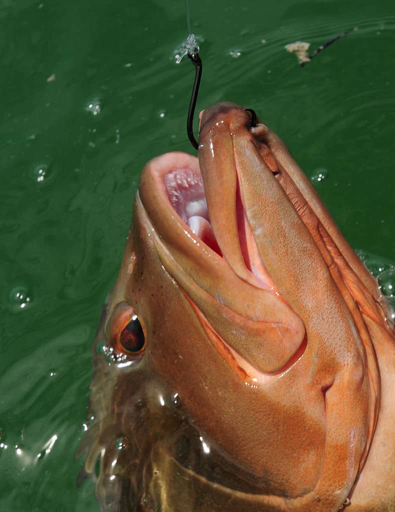 Red grouper being hooked while sport fishing