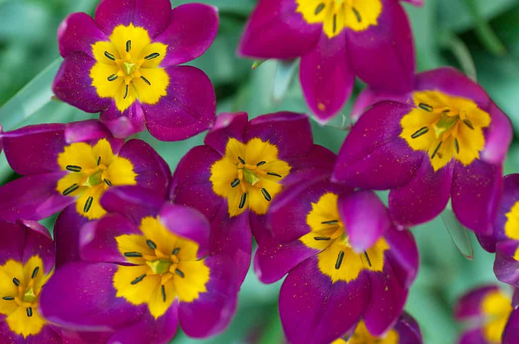 Tulipa humilis 'Odalisque'