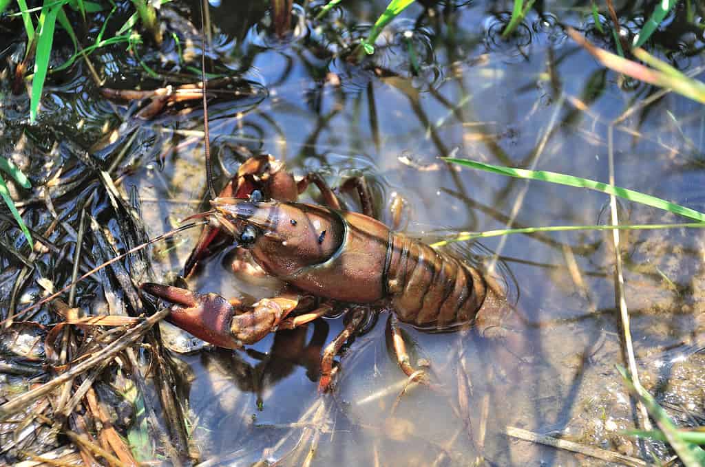 Freshwater crayfish, also knonw as rusty crayfish