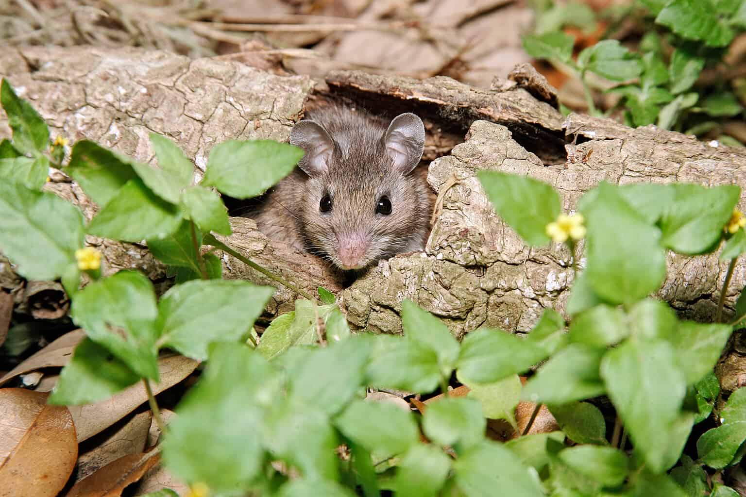 Where Do Mice Nest Outside? AZ Animals