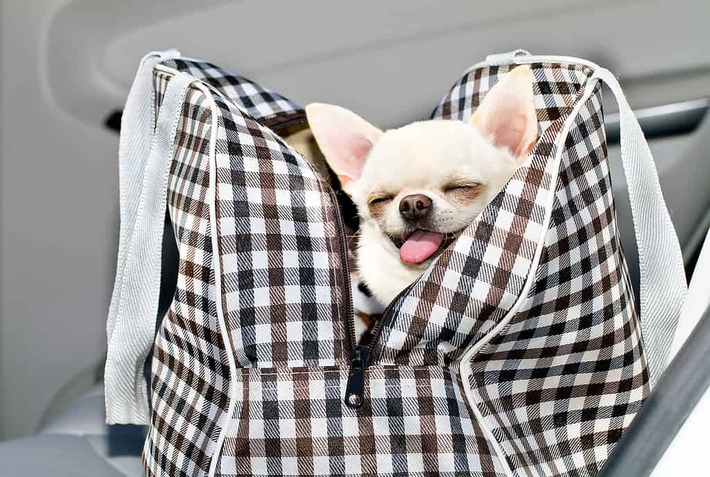 Chihuahua in a bag