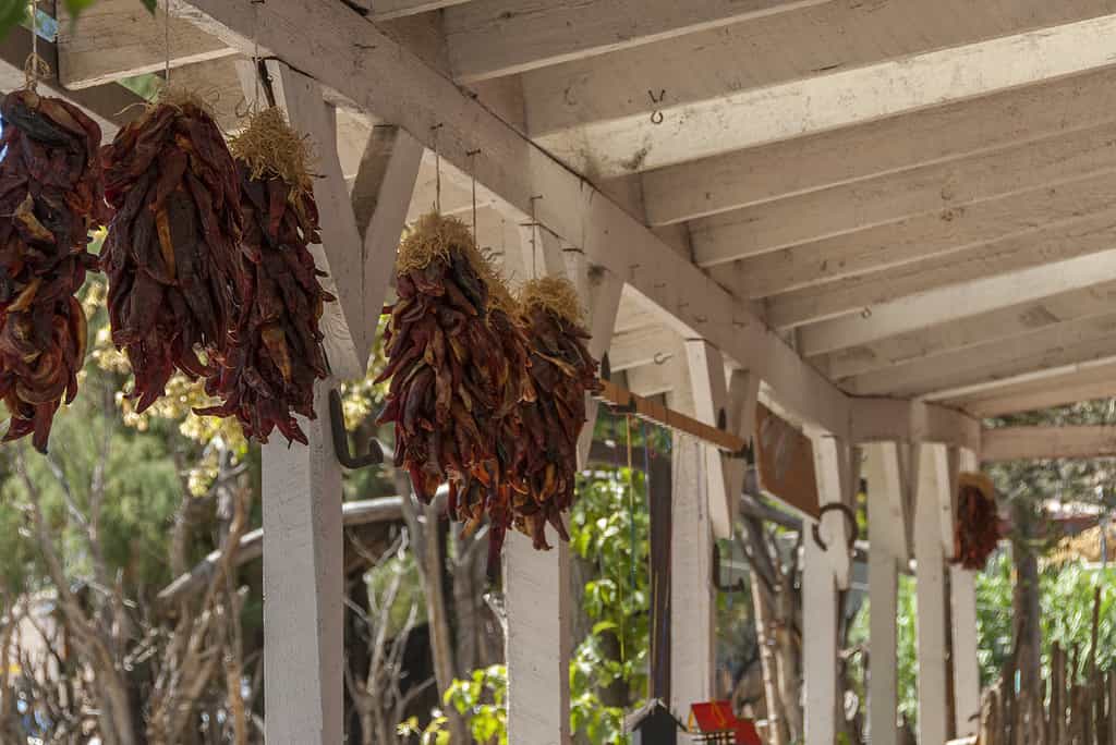 Sandia chili peppers drying