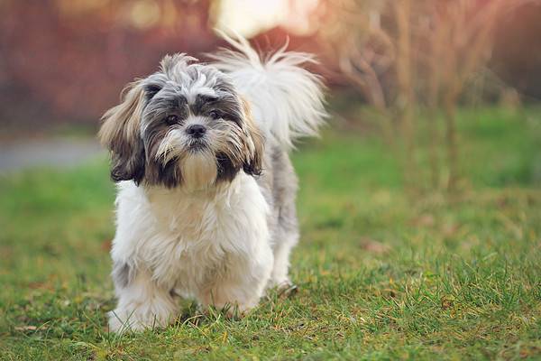 Shih tzu dog outdoors on a grass field.