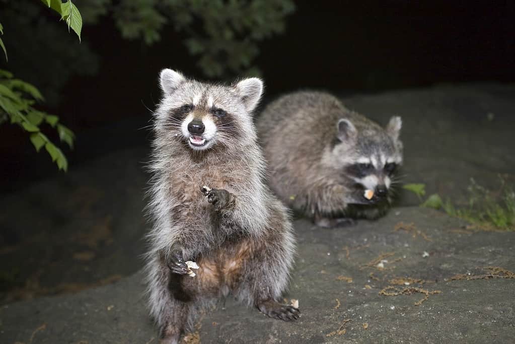 Raccoons at night