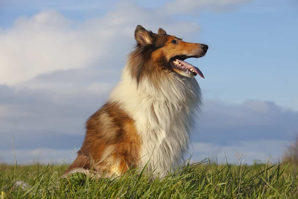 Rough collie