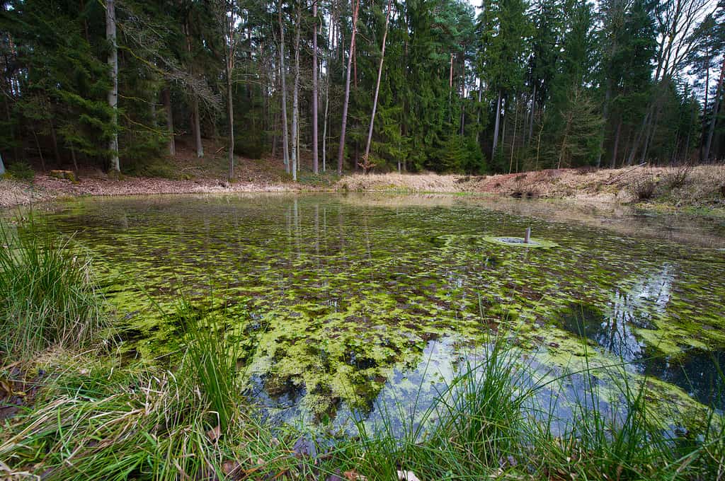 Didymo- pond algae, invasive species in Michigan