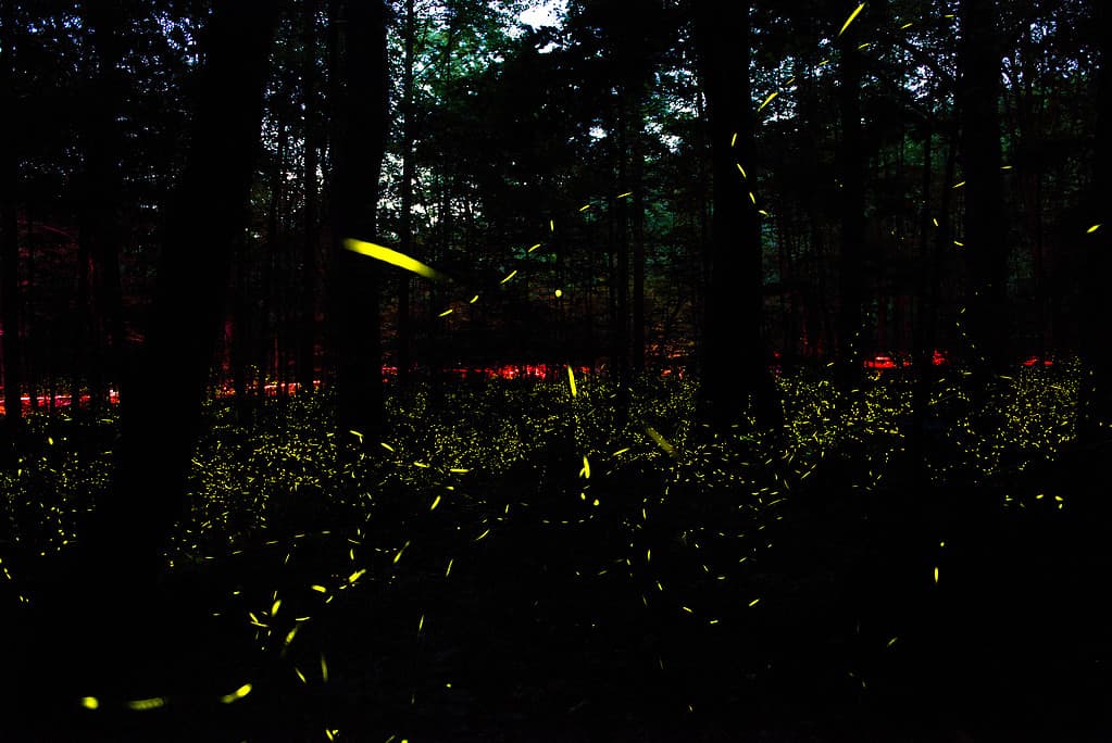 Synchronous fireflies at Great Smoky Mountains