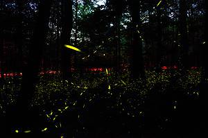 Synchronous Fireflies: Where and When You Can See Them Picture