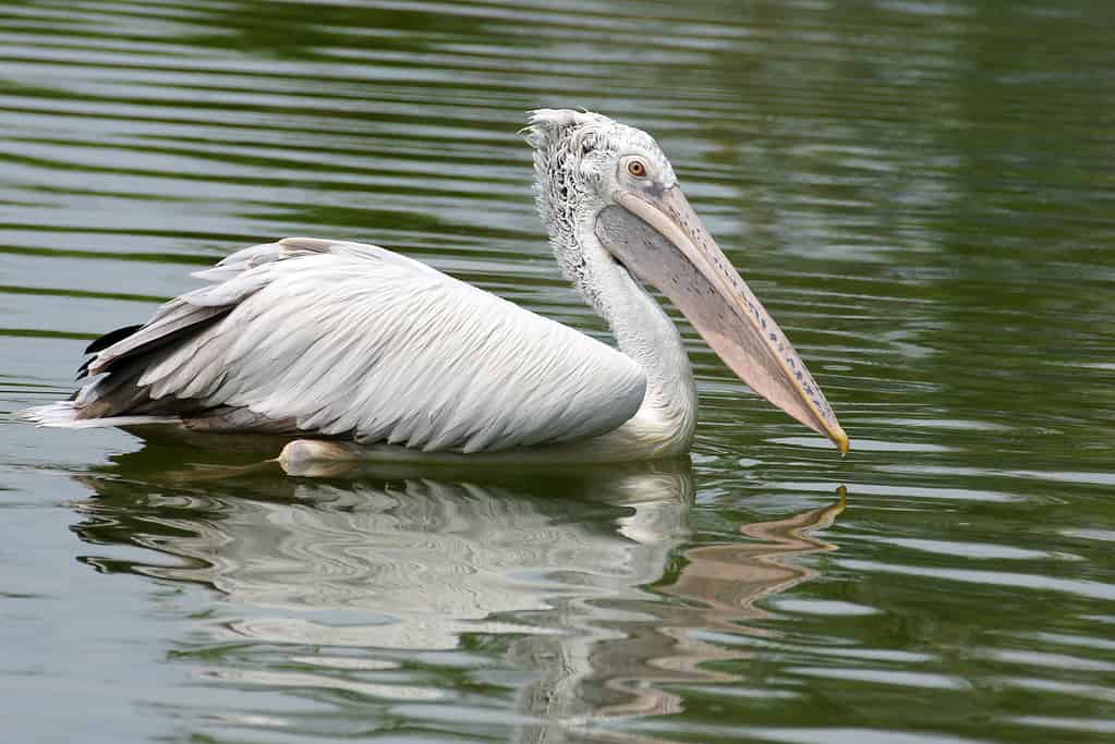 Spot-billed pelican