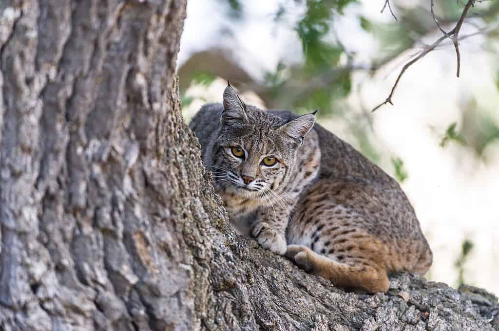 This bobcat climbed an oak tree to better view its hunting grounds in central California.