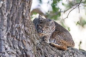 Can Bobcats Climb Trees? Picture