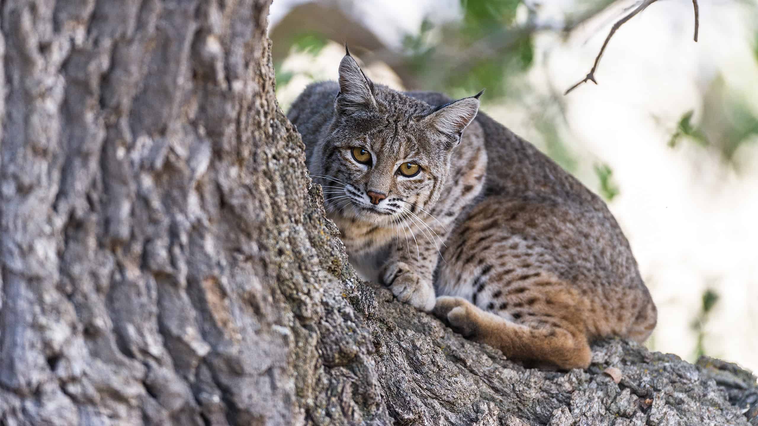 This bobcat climbed an oak tree to better view its hunting grounds in central California.