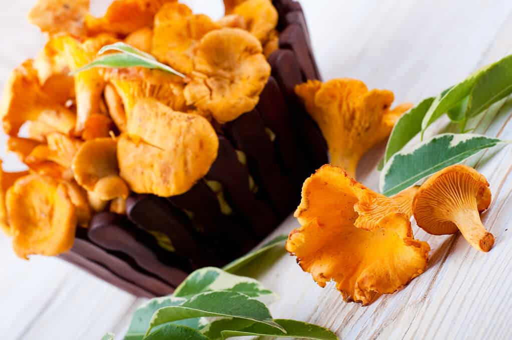 Woolly chanterelle- how to find chanterelle mushrooms