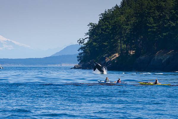 Kayaks watching a jumping orca killer whale.