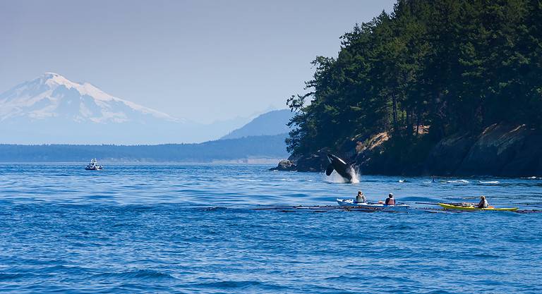 Kayaks watching a jumping orca killer whale