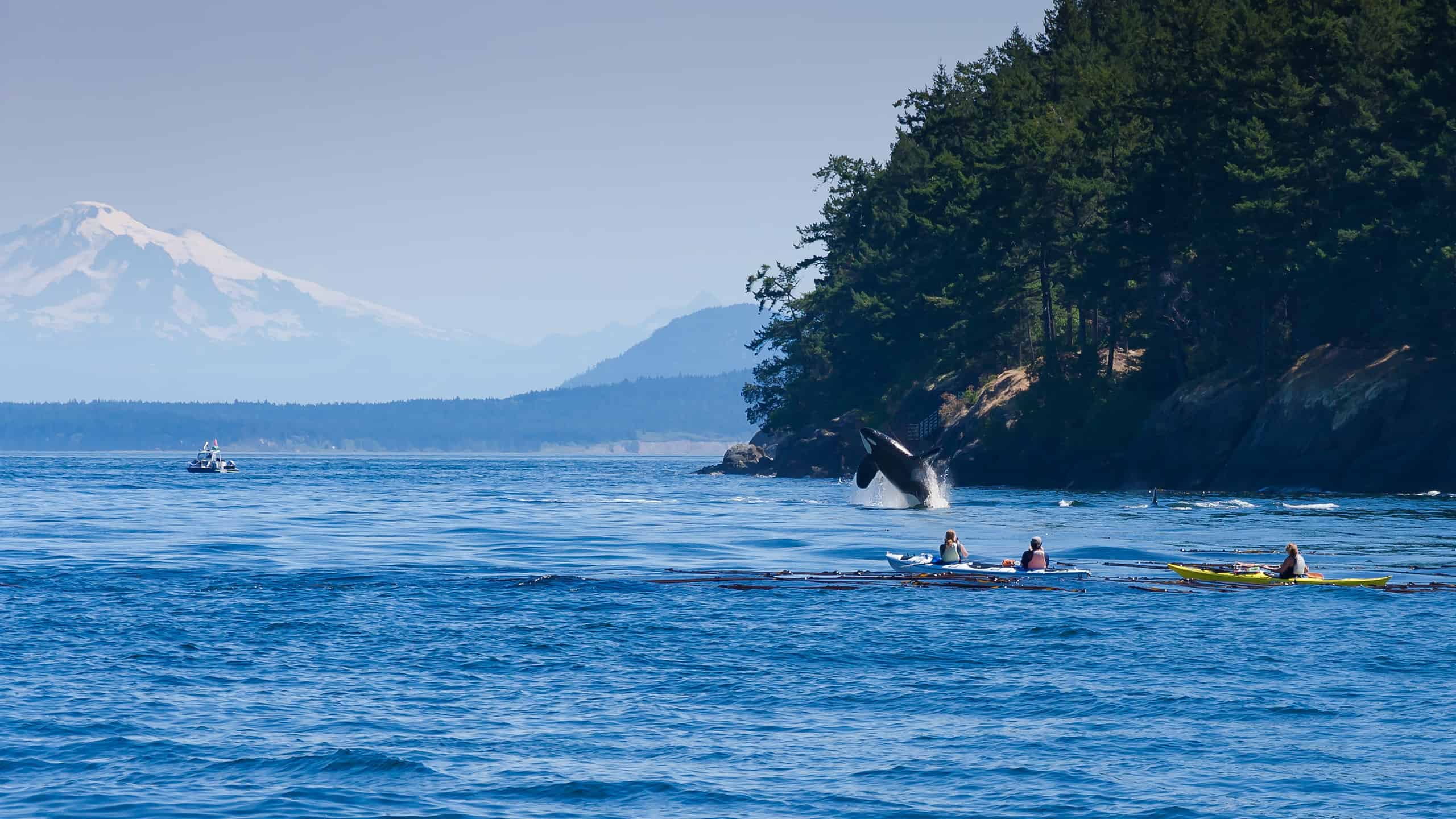 Kayaks watching a jumping orca killer whale