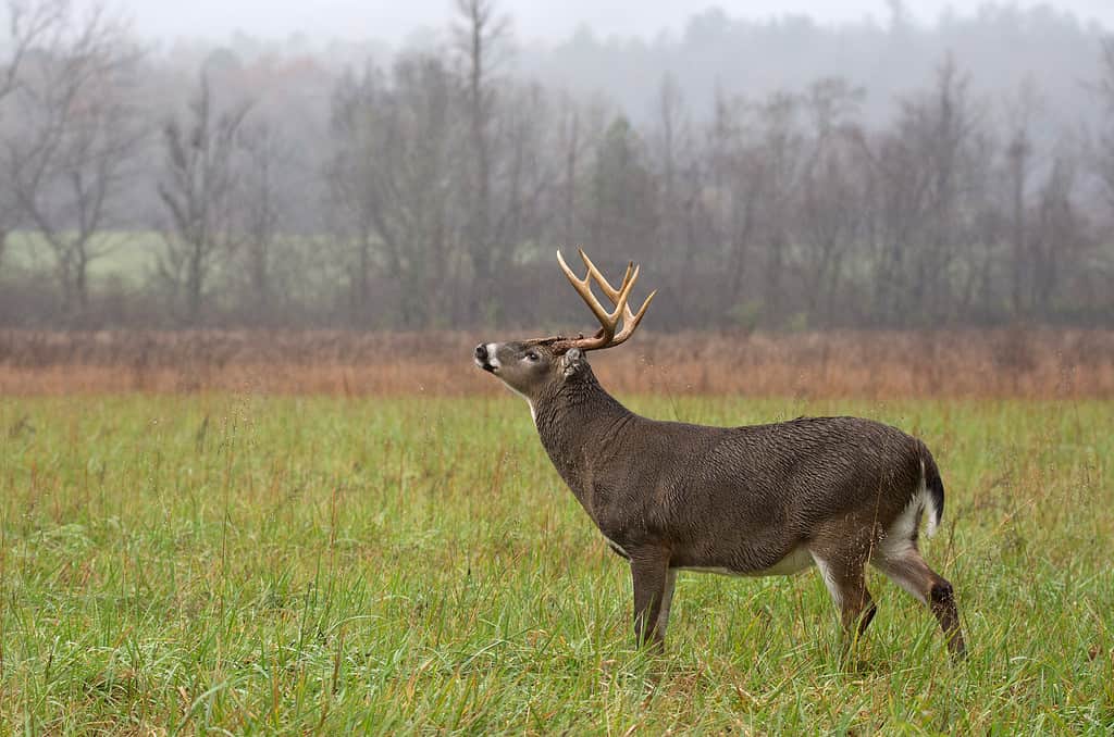 Large white-tailed deer buck standing in an open meadow during a rain storm in Great Smoky Mountains National Park.